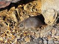 nab (804)